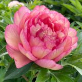 Itoh Peony Haleighs Hallelujah Pkitohha - Garden Express Australia