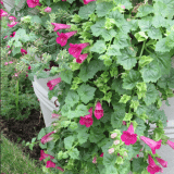 Lophospermum Lofos Compact Rose Lophospermum Lofos Compact Rose