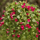 Lophospermum Lofos Compact Rose Lpllofcrs - Garden Express Australia