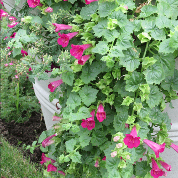 Lophospermum Lofos Compact Rose Lophospermum Lofos Compact Rose