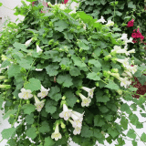 Lophospermum Lofos Compact White Lophospermum Lofos Compact White