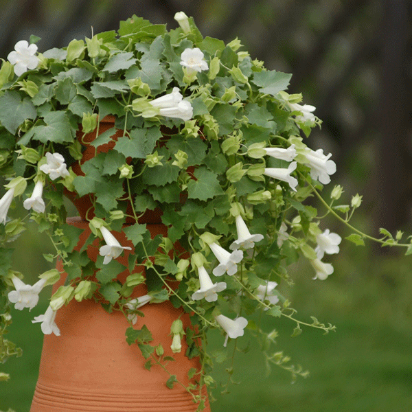 Lophospermum Lofos Compact White Lophospermum Lofos Compact White