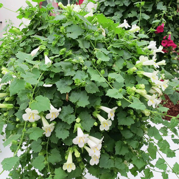 Lophospermum Lofos Compact White Lophospermum Lofos Compact White