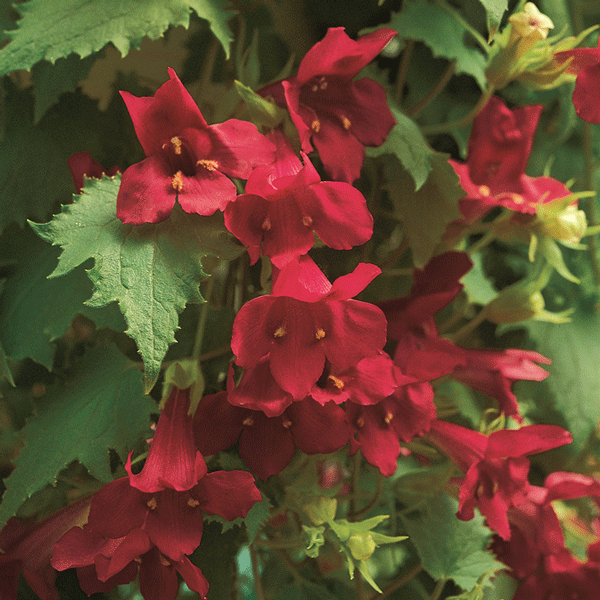 Lophospermum Lofos Wine Red