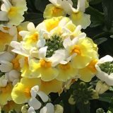 Nemesia Banana Split Nemesia Banana Split