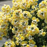 Nemesia Banana Split 002 - Garden Express Australia