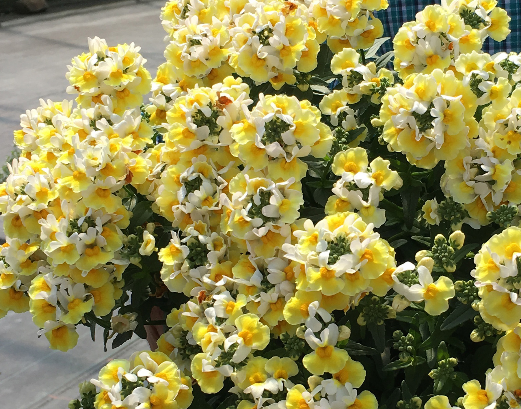 Nemesia Banana Split