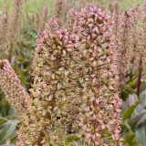 Pineapple Lily Red Dutch Hybrid