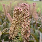 Pineapple Lily Red Dutch Hybrid