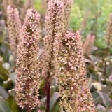 Pineapple Lily Red Dutch Hybrid