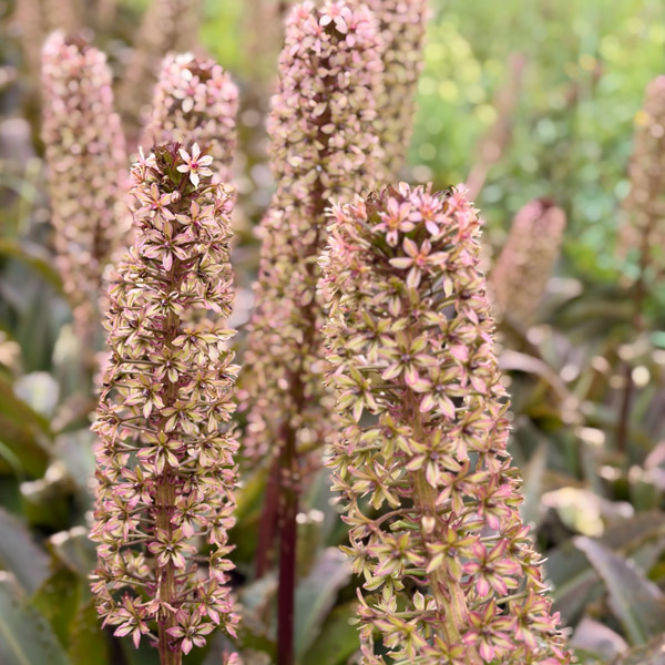 Pineapple Lily Red Dutch Hybrid