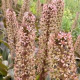 Pineapple Lily Red Dutch Hybrid Pkplired - Garden Express Australia