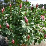 Protea Little Prince (Pbr) 140mm