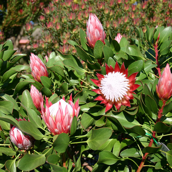 Protea Little Prince (Pbr) 140mm