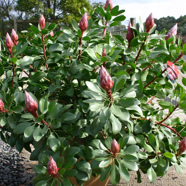Protea Little Prince (Pbr) 140mm