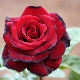 Rose Black Madonna St 2151641729 Scaled - Garden Express Australia