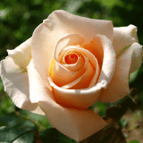 Rose Diamond Jubilee 2025 Roshdju - Garden Express Australia