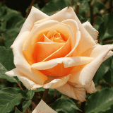 Rose Diamond Jubilee Rose Diamond Jubilee