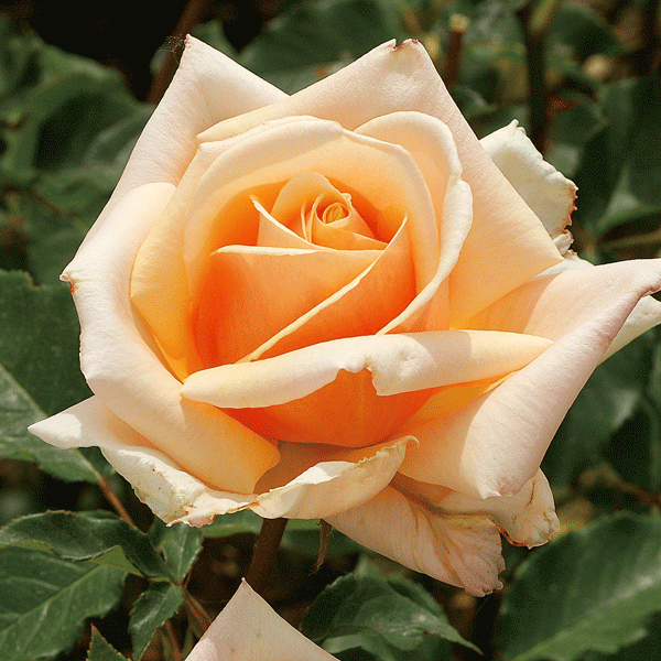 Rose Diamond Jubilee