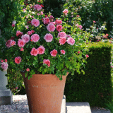 David Austin Rose Princess Alexandra Of Kent David Austin Rose Princess Alexandra Of Kent