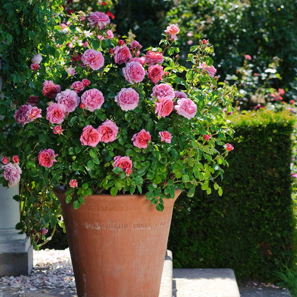 David Austin Rose Princess Alexandra Of Kent David Austin Rose Princess Alexandra Of Kent