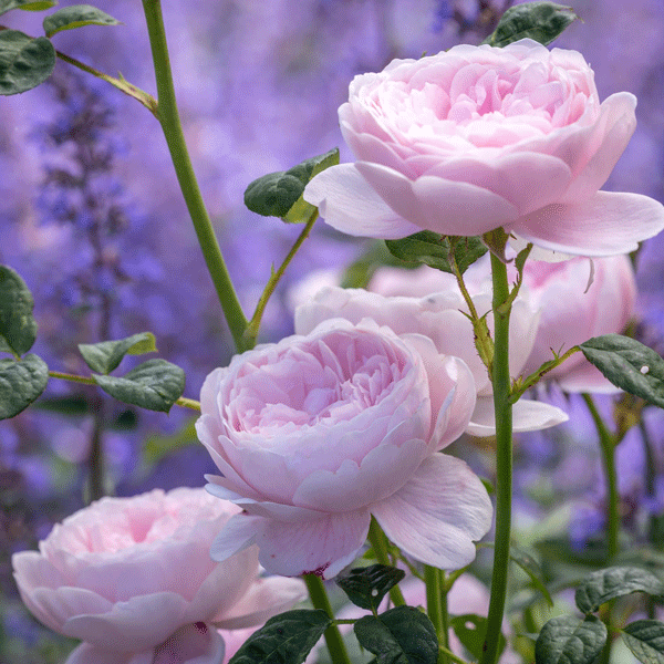David Austin Rose Queen Of Sweden David Austin Rose Queen Of Sweden