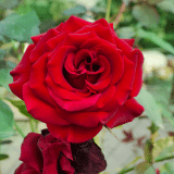 Rose Sir Donald Bradman Roshsdb - Garden Express Australia