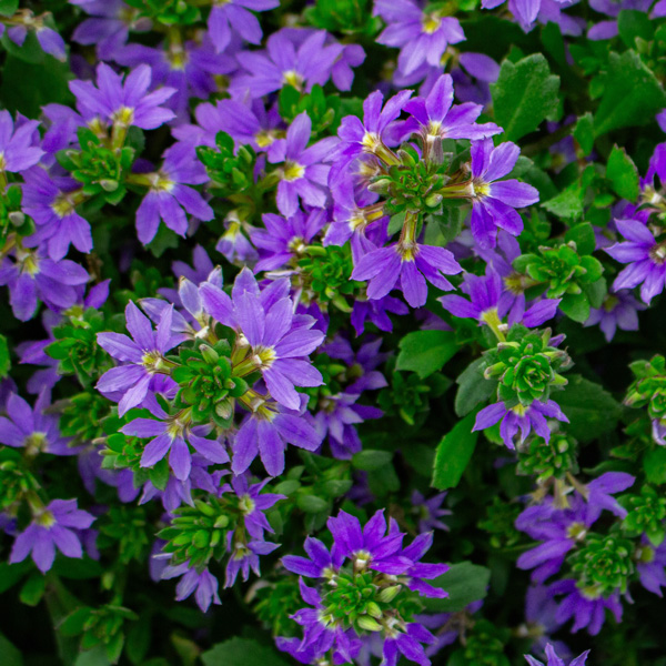 Scaevola Cobalt Candles (Pbr)