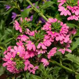 Scaevola Touch Deep Pink P68scatdp - Garden Express Australia