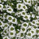 Scaevola Touch White P68scatwh - Garden Express Australia