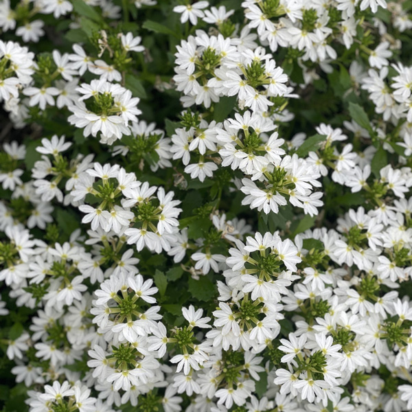 Scaevola Touch White