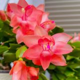 Schlumbergera Zygocactus Amazonia Orange P14zygaor - Garden Express Australia