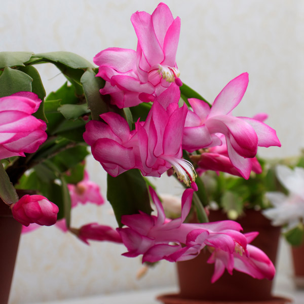 Schlumbergera-Zygocactus Amazonia Pink