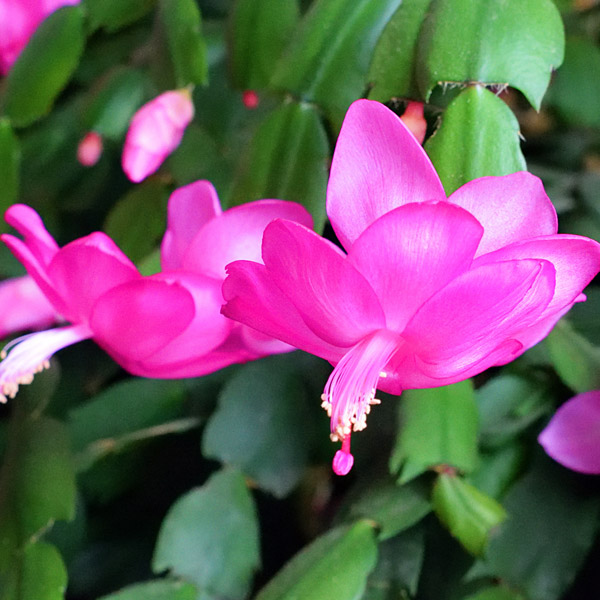 Schlumbergera-Zygocactus Amazonia Purple