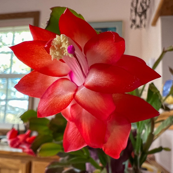 Schlumbergera-Zygocactus Amazonia Red