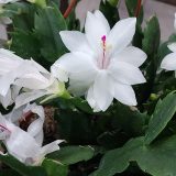 Schlumbergera Zygocactus Amazonia White P14zygawh - Garden Express Australia