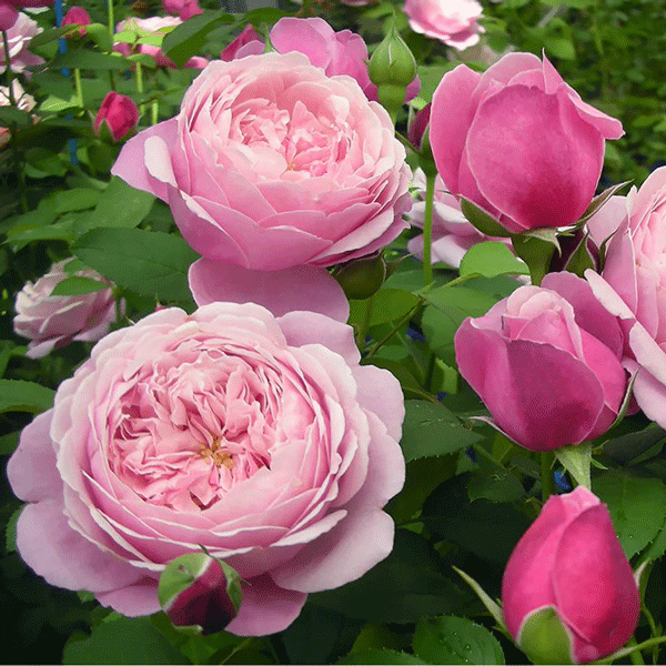 Delbard Rose Soeur Emmanuelle