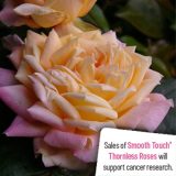 Thornless Rose Smooth Friendship Rostfri - Garden Express Australia