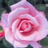 Thornless Rose Smooth Gentle Heart Rostght - Garden Express Australia