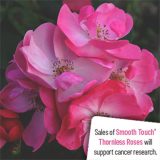 Thornless Rose Smooth Harmony Rosthar - Garden Express Australia