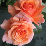 Thornless Rose Smooth Heart Of Gold Rosthog - Garden Express Australia