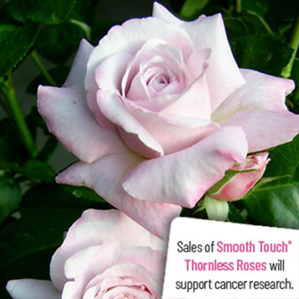 Thornless Rose Smooth Harmony