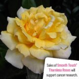 Thornless Rose Smooth Queen Rostque - Garden Express Australia