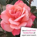 Thornless Rose Smooth True Friend Rosttfr - Garden Express Australia