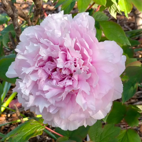 Tree Peony Etienne De France