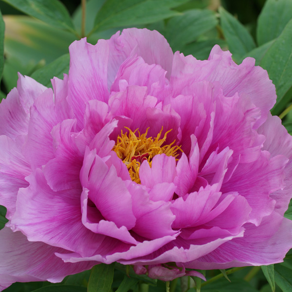 Tree Peony Jade Pink Lotus