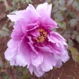 Tree Peony Jade Pink Lotus Tree Peony Jade Pink Lotus