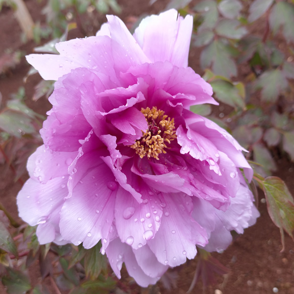 Tree Peony Jade Pink Lotus