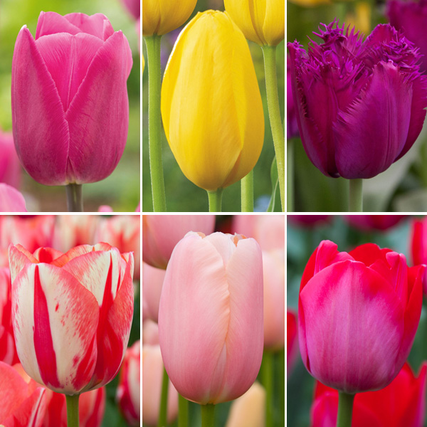 Tulip Spring Symphony Collection