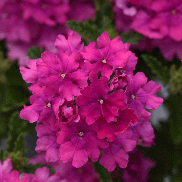 Verbena Cadet Orchid Pink